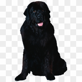 Dog Png - Newfoundland Dog Transparent Background, Png Download - white dog png