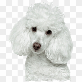 Poodle Png, Transparent Png - white dog png