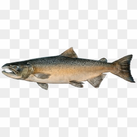 Chinook Salmon Png, Transparent Png - rainbow trout png