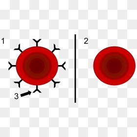 Резус Фактор, HD Png Download - red blood cells png