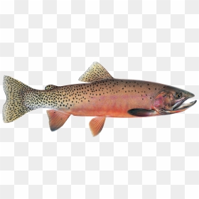 Montana State Fish, HD Png Download - rainbow trout png