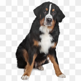 Mixed Breed Black, Brown, And White Dog On Isolated - Black White Brown Mixed Dogs, HD Png Download - white dog png