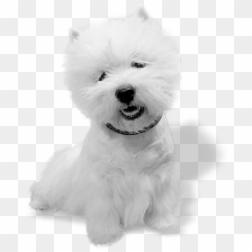 West Highland White Terrier, HD Png Download - white dog png