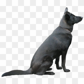 Black Dog Png Pic - Black German Shepherd Png, Transparent Png - white dog png