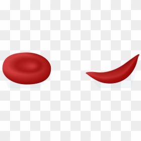 Sickle Cell Anemia Transparent, HD Png Download - red blood cells png