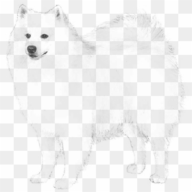 American Eskimo Dog - German Spitz Mittel, HD Png Download - white dog png