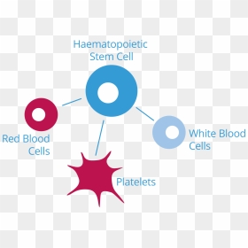 Hematopoietic Stem Cell, HD Png Download - red blood cells png