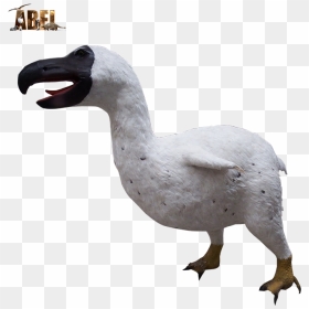 Duck, HD Png Download - dodo bird png