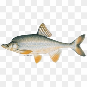 Illustration Of A Humpback Chub - Animals Are In The Grand Canyon River, HD Png Download - rainbow trout png