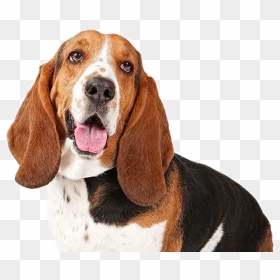 Hd Welcome To Hounds Haven - Basset Hound Png, Transparent Png - basset hound png