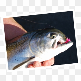Fish Products, HD Png Download - rainbow trout png