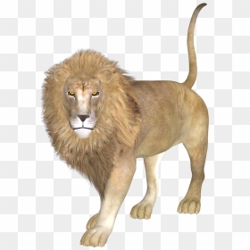 East African Lion Asiatic Lion - Leon Asiatico Png, Transparent Png - lion transparent png