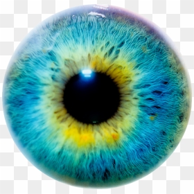 Pupil Drawing Blue - Eye Iris Color, HD Png Download - pupil png