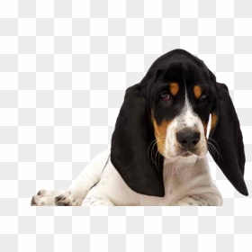 Transparent Basset Hound Png - Basset Hound, Png Download - basset hound png