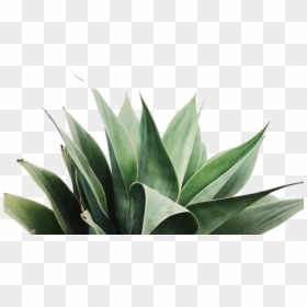 #tumblr #picsart #plants #planta #leaf - Plant Photography, HD Png Download - plant png tumblr