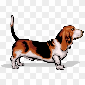 Vector Illustration Of Short-legged Basset Hound Dog - Clipart Hund Transparent, HD Png Download - basset hound png
