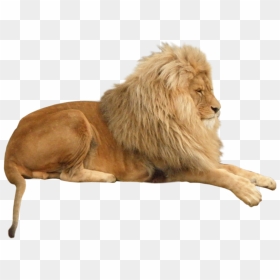 Lion Animal - Singa Png, Transparent Png - lion transparent png