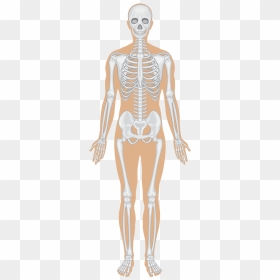 Transparent Skeletal System Png - Human Body Systems, Png Download - skeletal system png