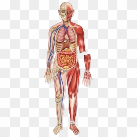 Body Systems In One, HD Png Download - skeletal system png