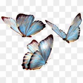 Beautiful Butterfly Light Colour - Butterflies Png, Transparent Png - butterfly transparent png