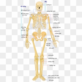 Born Of Human Body, HD Png Download - skeletal system png