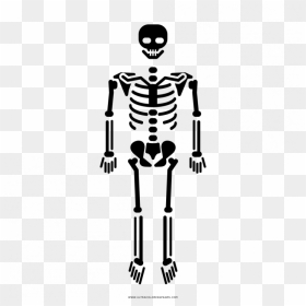 Transparent Skeletal System Png - Body Skeleton Icon Png, Png Download - skeletal system png