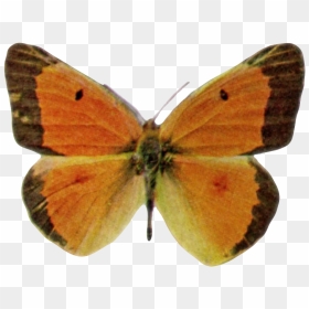 Colias Eurytheme-transparent - Butterflies, HD Png Download - butterfly transparent png