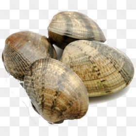 Facts About Clams , Png Download - Clam Facts, Transparent Png - clams png