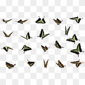 Download Butterflies Swarm Png File For Designing Projects - Butterfly Swarm Flying Butterfly Png, Transparent Png - butterfly transparent png