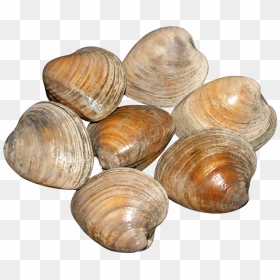 Shellfish Png 5 » Png Image - Clams Transparent Background, Png Download - clams png