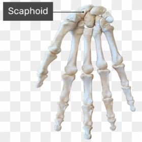 Scaphoid Bone - Hand Skeleton Diagram No Labels, HD Png Download - skeletal system png
