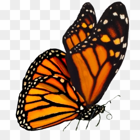 Transparent Background Orange Butterfly Png, Png Download - butterfly transparent png