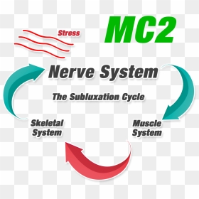 Mc2-1 - Bicycle Centre, HD Png Download - skeletal system png