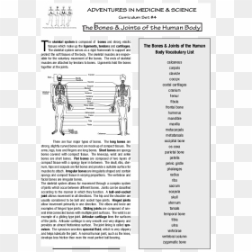 Skeletal System Png, Transparent Png - skeletal system png