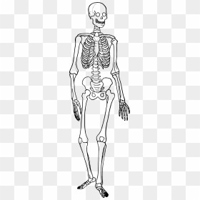Clipart Black And White Stock Bones Vector Human Bone - Human Skeleton Trace, HD Png Download - skeletal system png