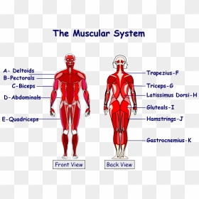 Muscles Of The Body Igcse, HD Png Download - skeletal system png