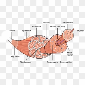 This Figure Shows The Structure Of Muscle Fibers - Hierarchy Of Muscle Structure, HD Png Download - skeletal system png