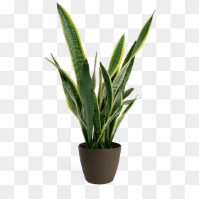 Artificial Plant Png, Transparent Png - small plant png