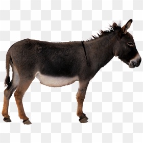Donkey Animal Transparent Png - Donkey Clipart, Png Download - burro png