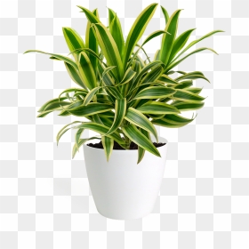 Dracaena Song Of India Small - Houseplant, HD Png Download - small plant png