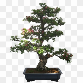 Bonsai, Tree, Plant, Potted Plant, Small, Tiny - Bonsai Tree Clip Art, HD Png Download - small plant png
