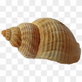 Clam Clipart Shell Beach - Seashell Png, Transparent Png - clams png
