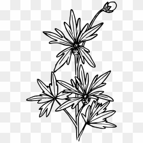 Small-flowered Fringecup Clip Arts - Drawing Chinese Flower, HD Png Download - small plant png