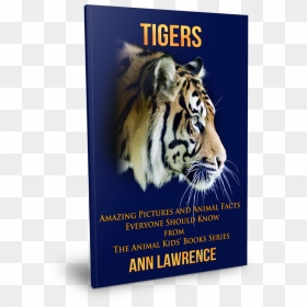 Siberian Tiger, HD Png Download - tiger scratch png