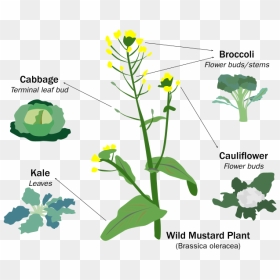 Wild Mustard Plant Selective Breeding, HD Png Download - small plant png