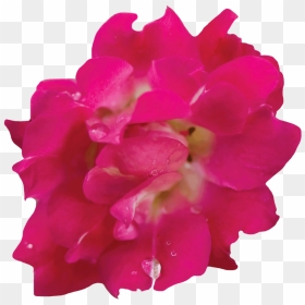 Red Drift® - Impatiens, HD Png Download - small plant png