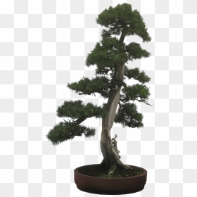 Silhouette Bonsai Tree Clipart, HD Png Download - small plant png
