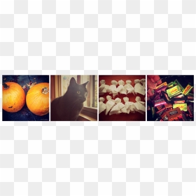 Black Cat, HD Png Download - halloween black cat png