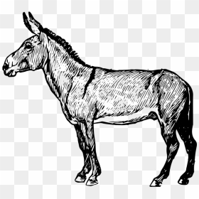 Burro Clipart , Png Download - Mane, Transparent Png - burro png
