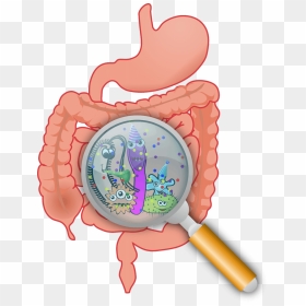 The Reason You’re Not Losing Weight - Gut Probiotics, HD Png Download - lose weight png